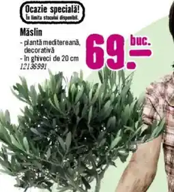 Hornbach Măslin Ofertă