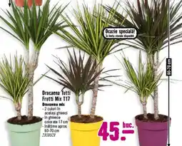Hornbach Dracaena Tutti Frutti Mix T17 Ofertă