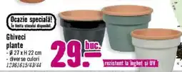 Hornbach Ghiveci plante Ofertă