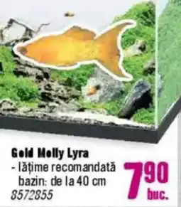 Hornbach Gold Molly Lyra Ofertă
