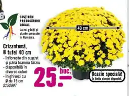 Hornbach Crizantemă, tufei 40 cm Ofertă