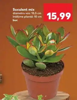 Kaufland Suculent mix Ofertă