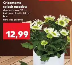 Kaufland Crizantema splash meadow Ofertă