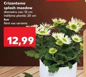 Kaufland Crizantema splash meadow Ofertă