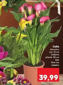 Kaufland Calla Ofertă