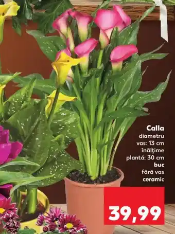 Kaufland Calla Ofertă
