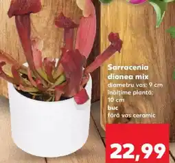 Kaufland Sarracenia dionea mix Ofertă