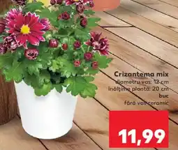 Kaufland Crizantema mix Ofertă