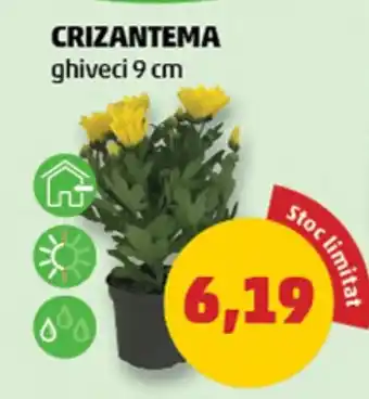Penny Crizantema Ofertă