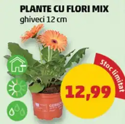 Penny Plante cu flori mix Ofertă