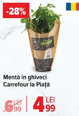 Carrefour Mentă în ghiveci Carrefour la Piaţă Ofertă