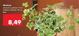 Kaufland Hedera Ofertă