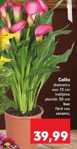 Kaufland Calla Ofertă