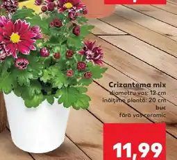 Kaufland Crizantema mix Ofertă