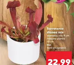 Kaufland Sarracenia dionea mix Ofertă