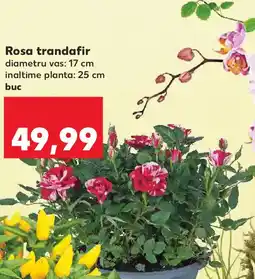 Kaufland Rosa trandafir Ofertă