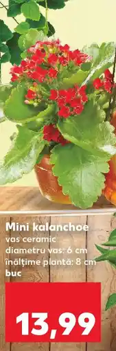 Kaufland Mini kalanchoe Ofertă