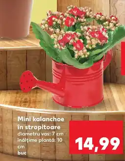 Kaufland Mini kalanchoe în stropitoare Ofertă