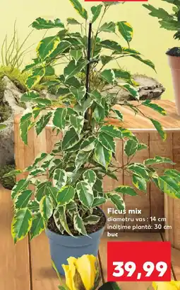 Kaufland Ficus mix Ofertă
