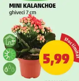 Penny Mini kalanchoe Ofertă