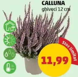 Penny Calluna Ofertă