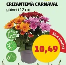 Penny Crizantemă carnaval Ofertă