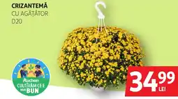 Auchan Crizantemă cu agăţător D20 Ofertă