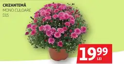 Auchan Crizantemă mono culoare D15 Ofertă