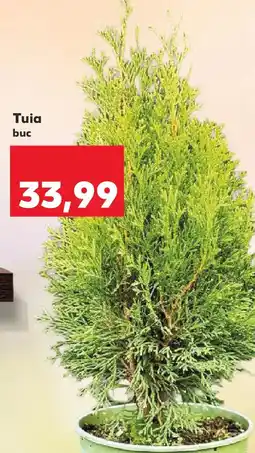 Kaufland Tuia Ofertă