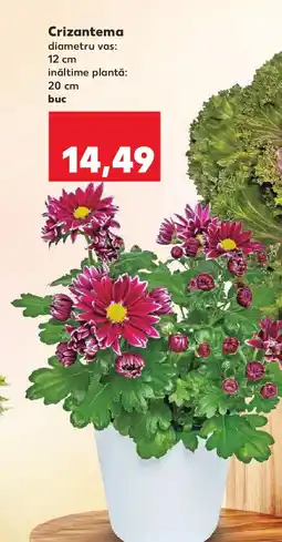 Kaufland Crizantema Ofertă