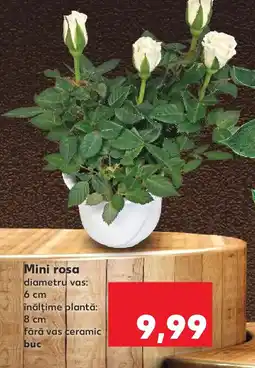 Kaufland Mini rosa Ofertă