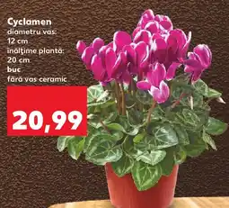 Kaufland Cyclamen Ofertă