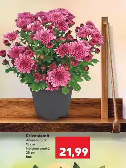 Kaufland Crizantemă Ofertă