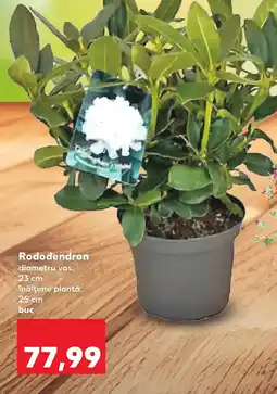 Kaufland Rododendron Ofertă