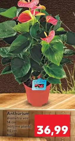 Kaufland Anthurium Ofertă
