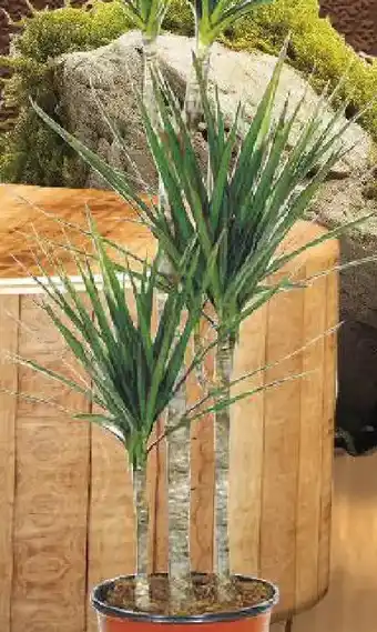 Kaufland Dracaena marginata Ofertă