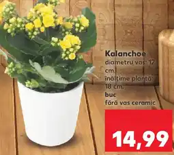 Kaufland Kalanchoe Ofertă