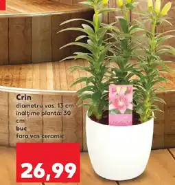 Kaufland Crin Ofertă
