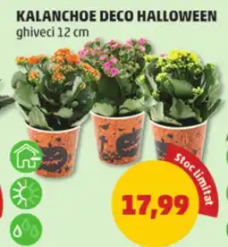 Penny Kalanchoe deco halloween Ofertă