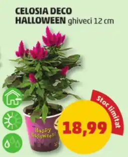 Penny Celosia deco halloween Ofertă