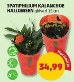 Penny Spatiphilium kalanchoe halloween Ofertă