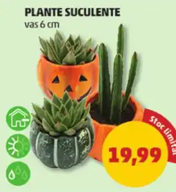 Penny Plante suculente Ofertă