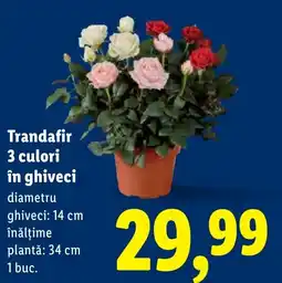 Lidl Trandafir 3 culori în ghiveci Ofertă