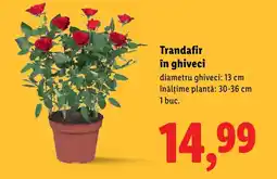 Lidl Trandafir în ghiveci Ofertă