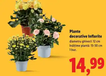 Lidl Plante decorative înflorite Ofertă
