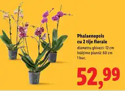 Lidl Phalaenopsis cu 2 tije florale Ofertă