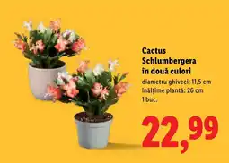 Lidl Cactus Schlumbergera în două culori Ofertă
