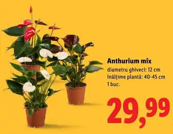 Lidl Anthurium mix Ofertă