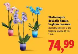 Lidl Phalaenopsis, două tije florale, în ghiveci ceramic Ofertă