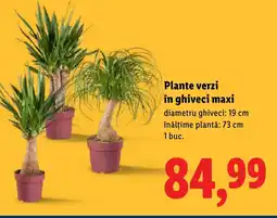 Lidl Plante verzi în ghiveci maxi Ofertă